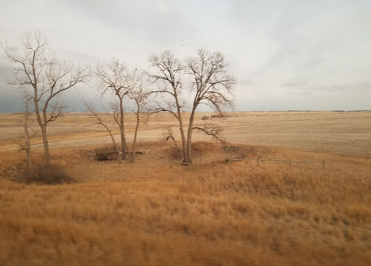 Tree in N Dakota