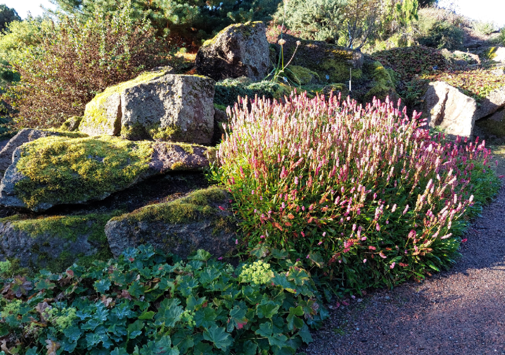 Heather in alpine garden