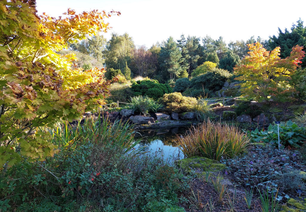 Pond and plants in alpine garden